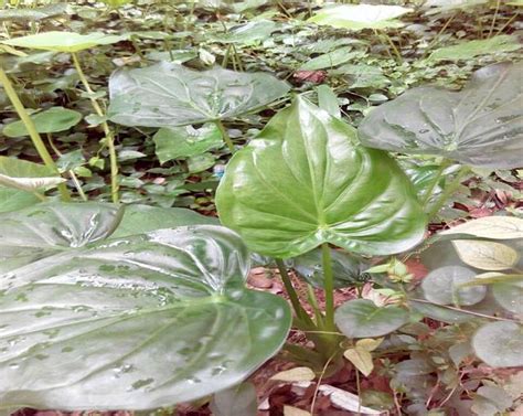 水觀音植物|滴水觀音如何養殖？專家竟是這樣說的，結果太意外。